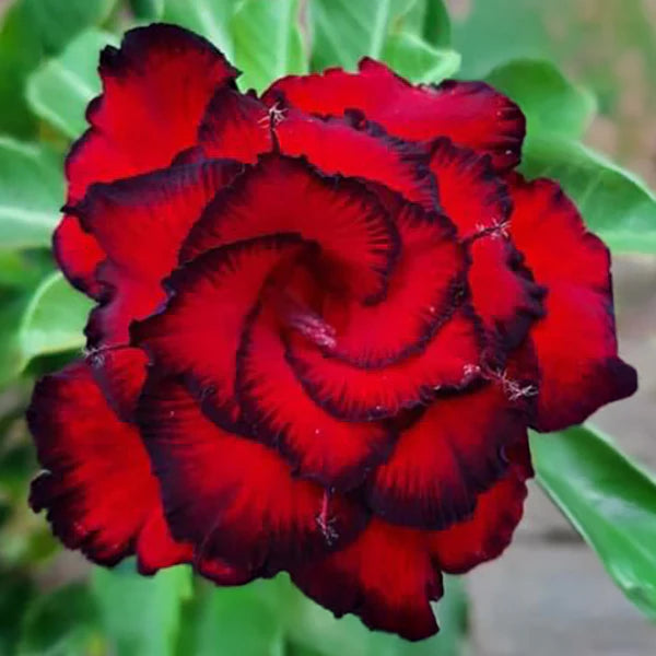Adenium Flower seeds for Planting - Colorful Display, Heirloom & GMO Free Seeds for Home Garden