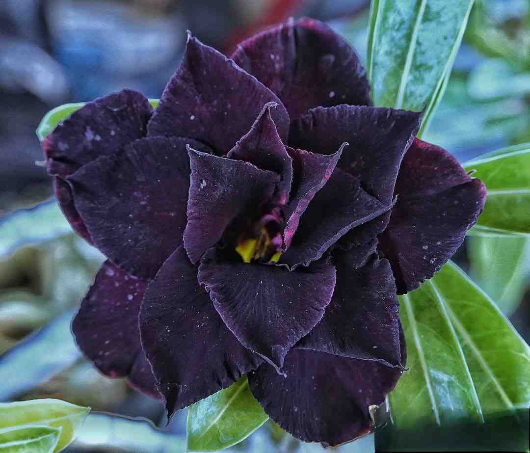Dark Purple Adenium Obessum Flower seeds for Planting - Shade Tolerant, Heirloom & GMO Free Seeds for Home Garden