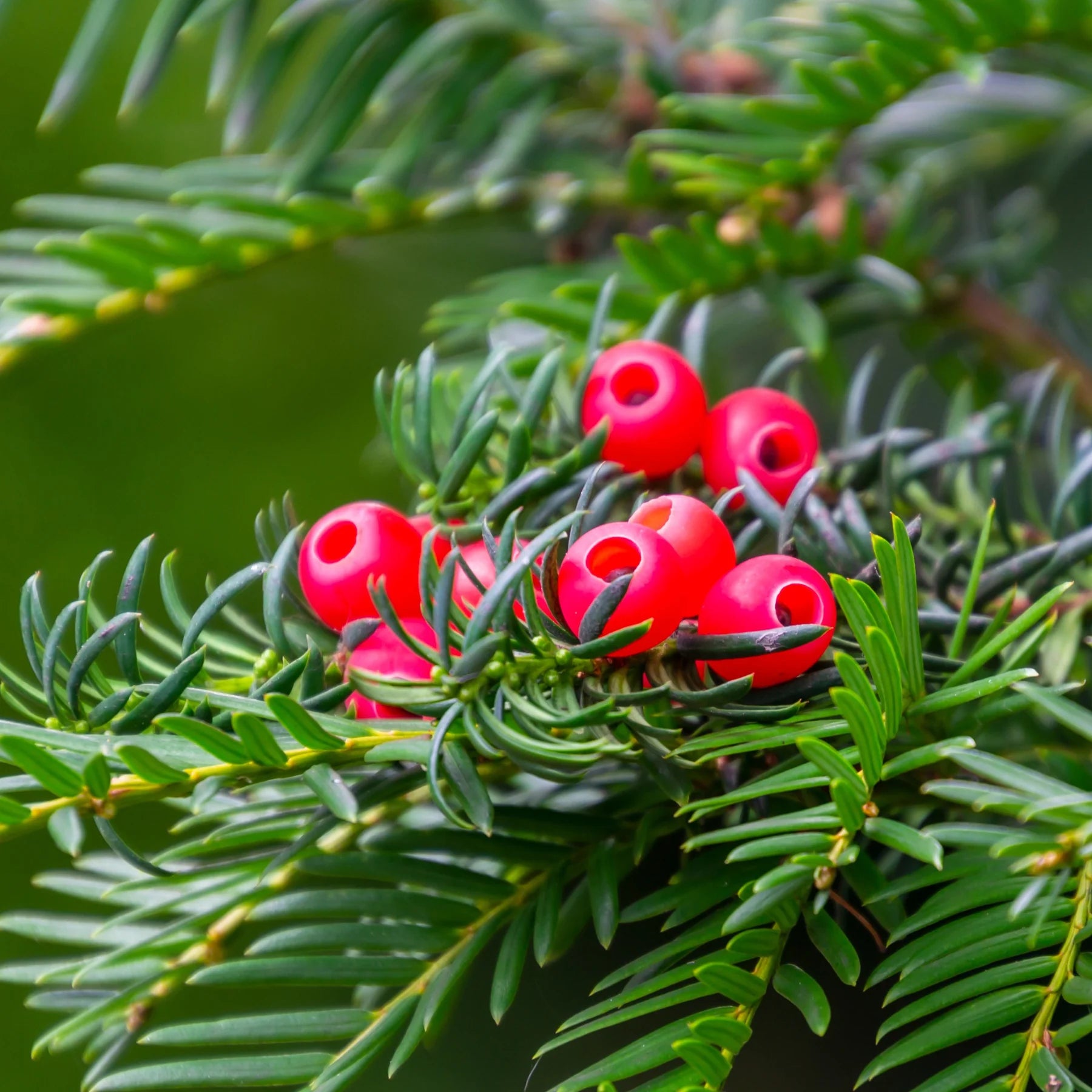 Taxus Baccata Planting Seeds for Thriving Yew Growth in Your Garden Seed for Lush Foliage and Timeless Elegance