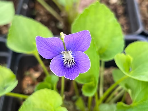 Viola sororia Flower seeds for Planting - Compact Growth, Heirloom & GMO Free Seeds for Home Garden