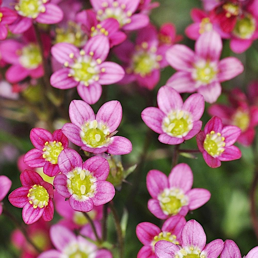 Saxifraga Pink Flower seeds for Planting - Garden Favorite, Heirloom & GMO Free Seeds for Home Garden
Sale for planting in home garden.