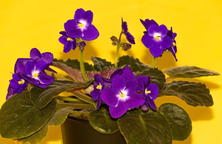 Purple White African Violet Flower seeds for Planting - Colorful Display, Heirloom & GMO Free Seeds for Home Garden