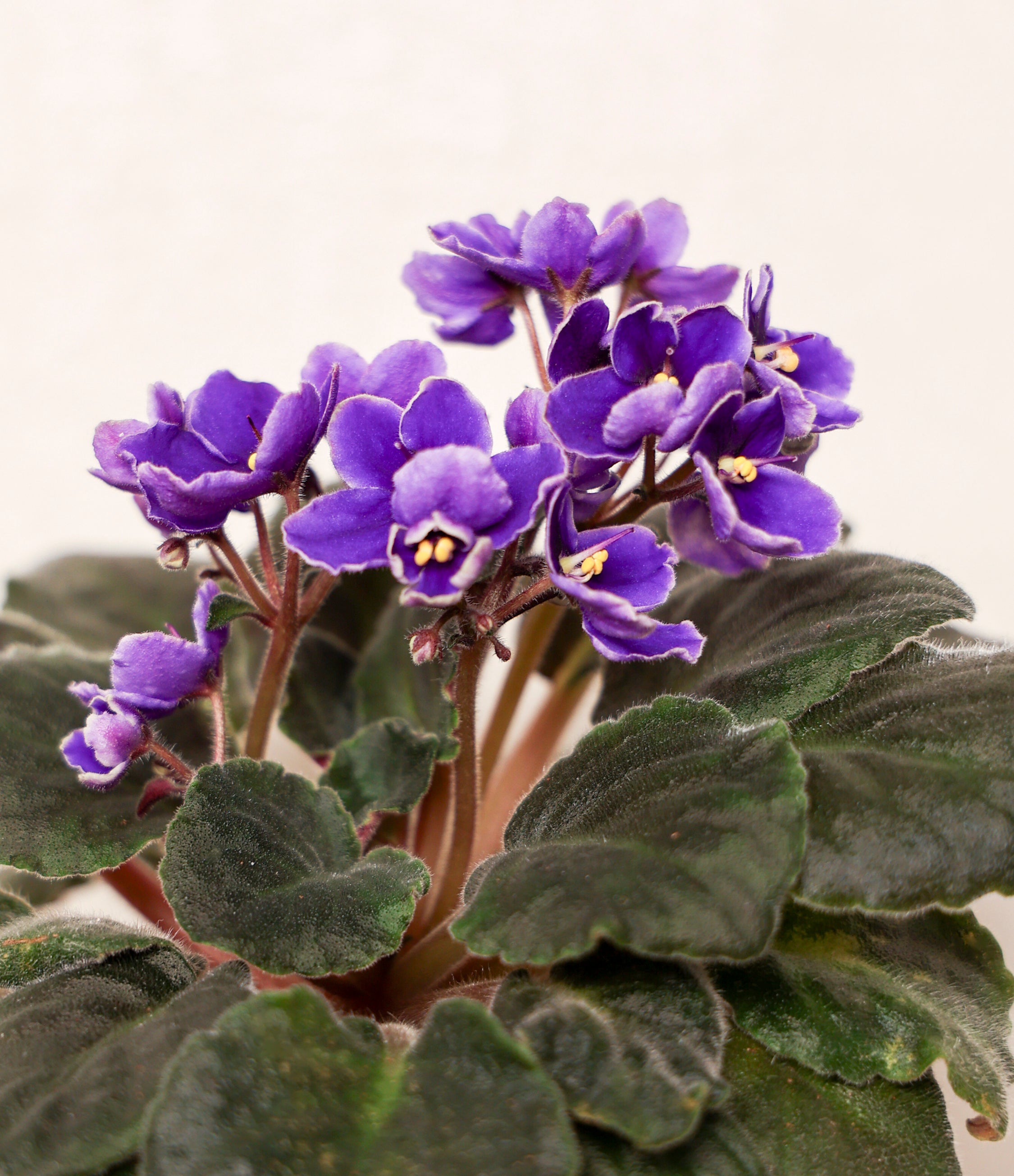 African Violet Flower seeds for Planting - Easy to Grow, Heirloom & GMO Free Seeds for Home Garden