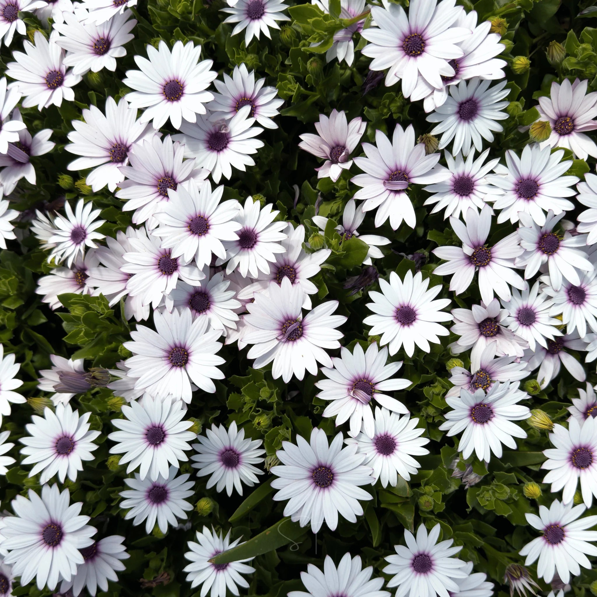 White Osteospermum Flower Seeds for Easy Planting - Evergrowseeds