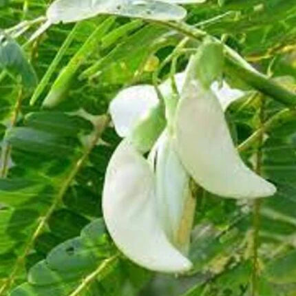 Sesbania Tree Planting Seeds for Thriving Growth and Beautiful Landscaping