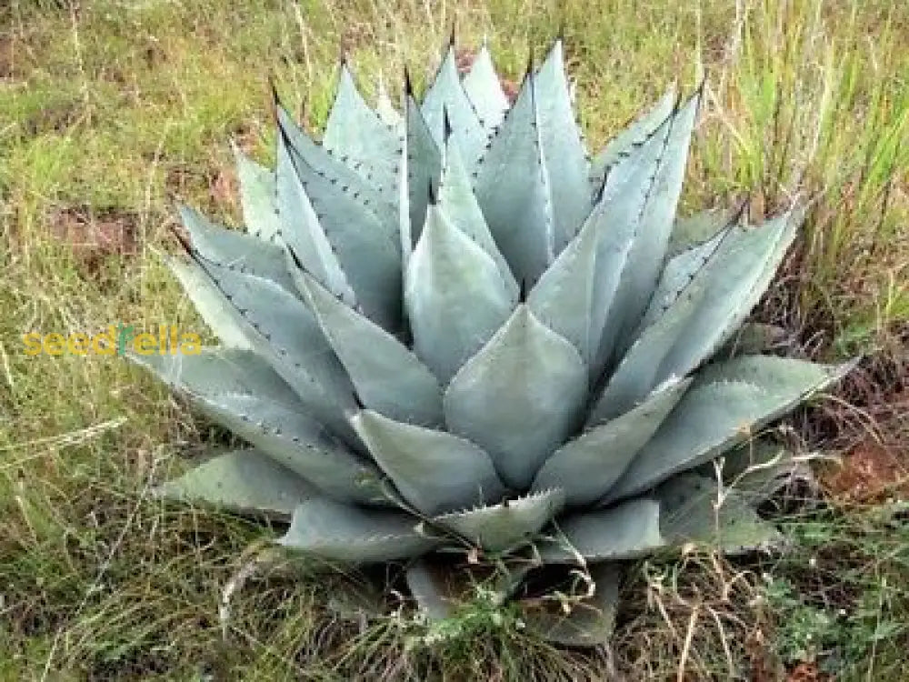 Agave Havardiana Plant Seeds For Ground Cover | Exotic Blooms Seeds