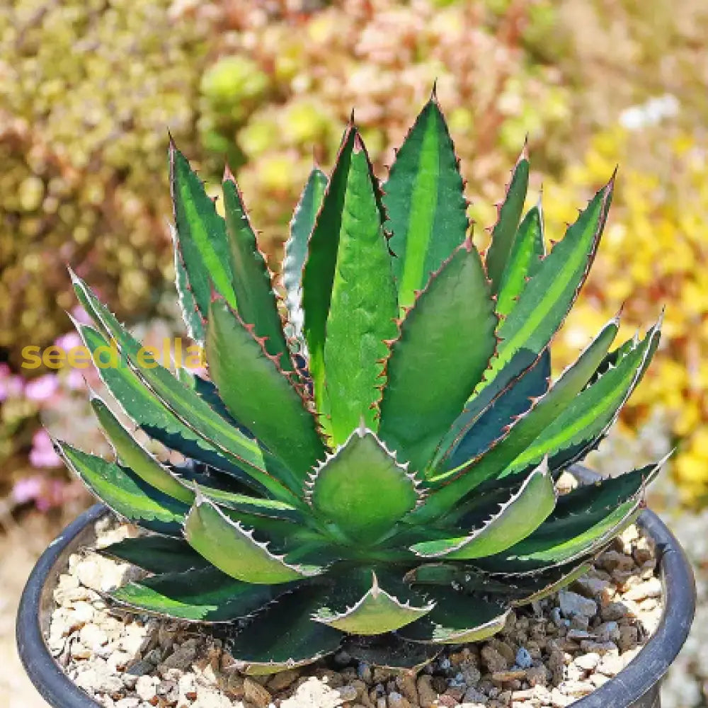 Agave Plant Seeds For Exotic Gardens Premium Quality Seeds