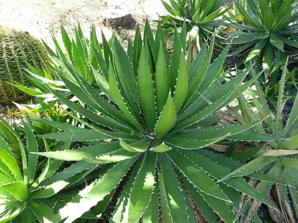 Agave Plant Seeds For Exotic Gardens Premium Quality Seeds