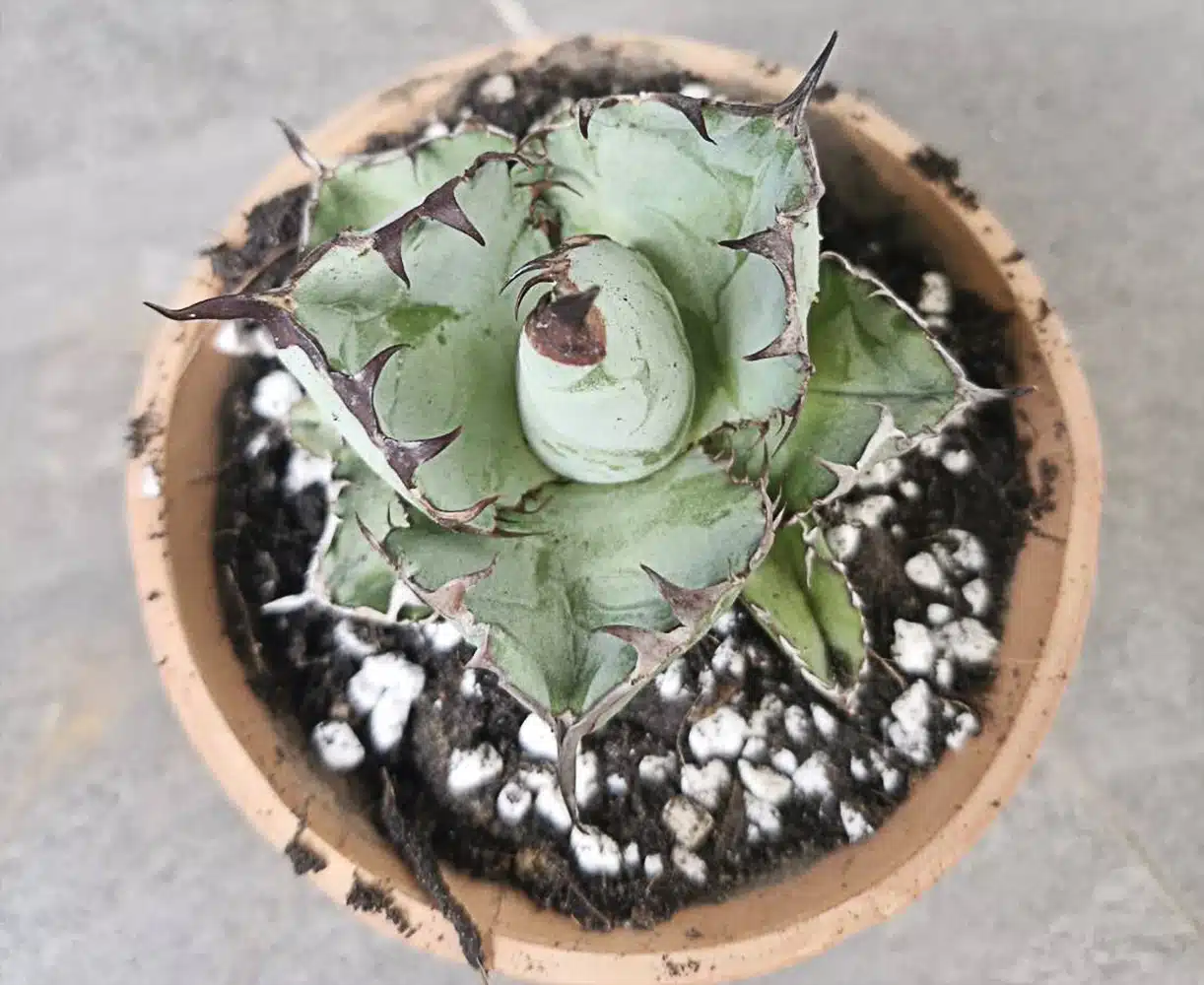 Blue Titanota Plant Seeds for Planting