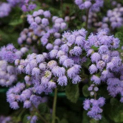 Floss Flower seeds for Planting - Low Maintenance, Heirloom & GMO Free Seeds for Home Garden