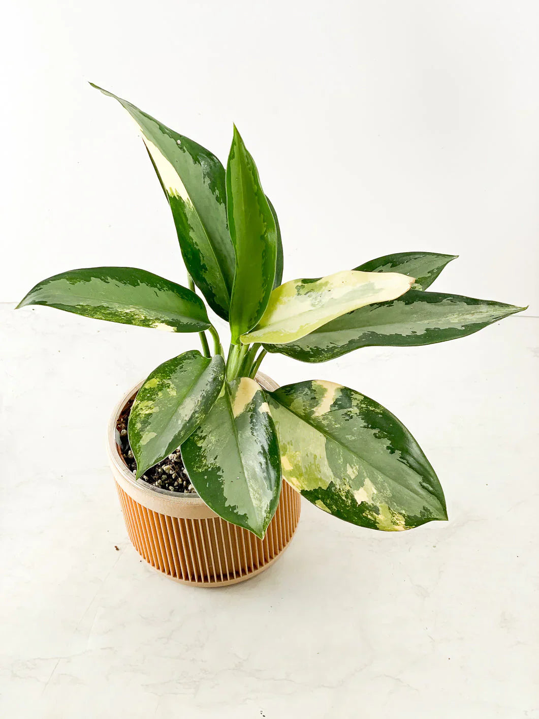 Aglaonema Seeds Germinating in Moist Potting Mix