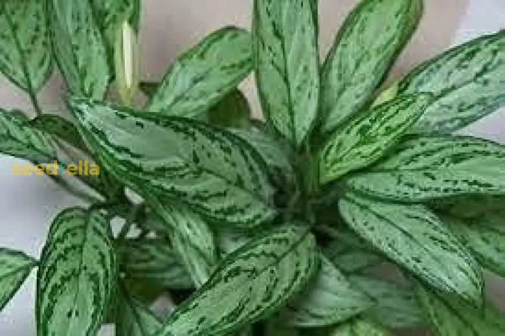 Aglaonema Mixed Seeds - Ideal For Planting Plant Seeds