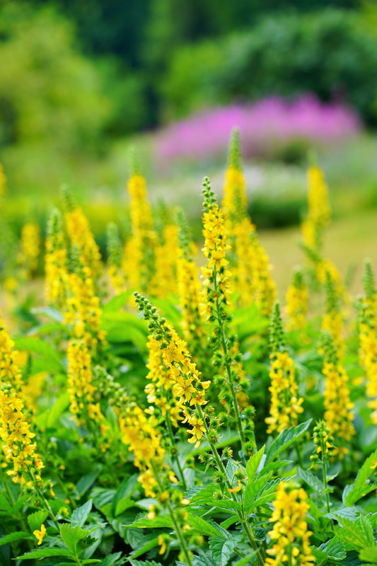 Packet of Agrimony seeds for planting