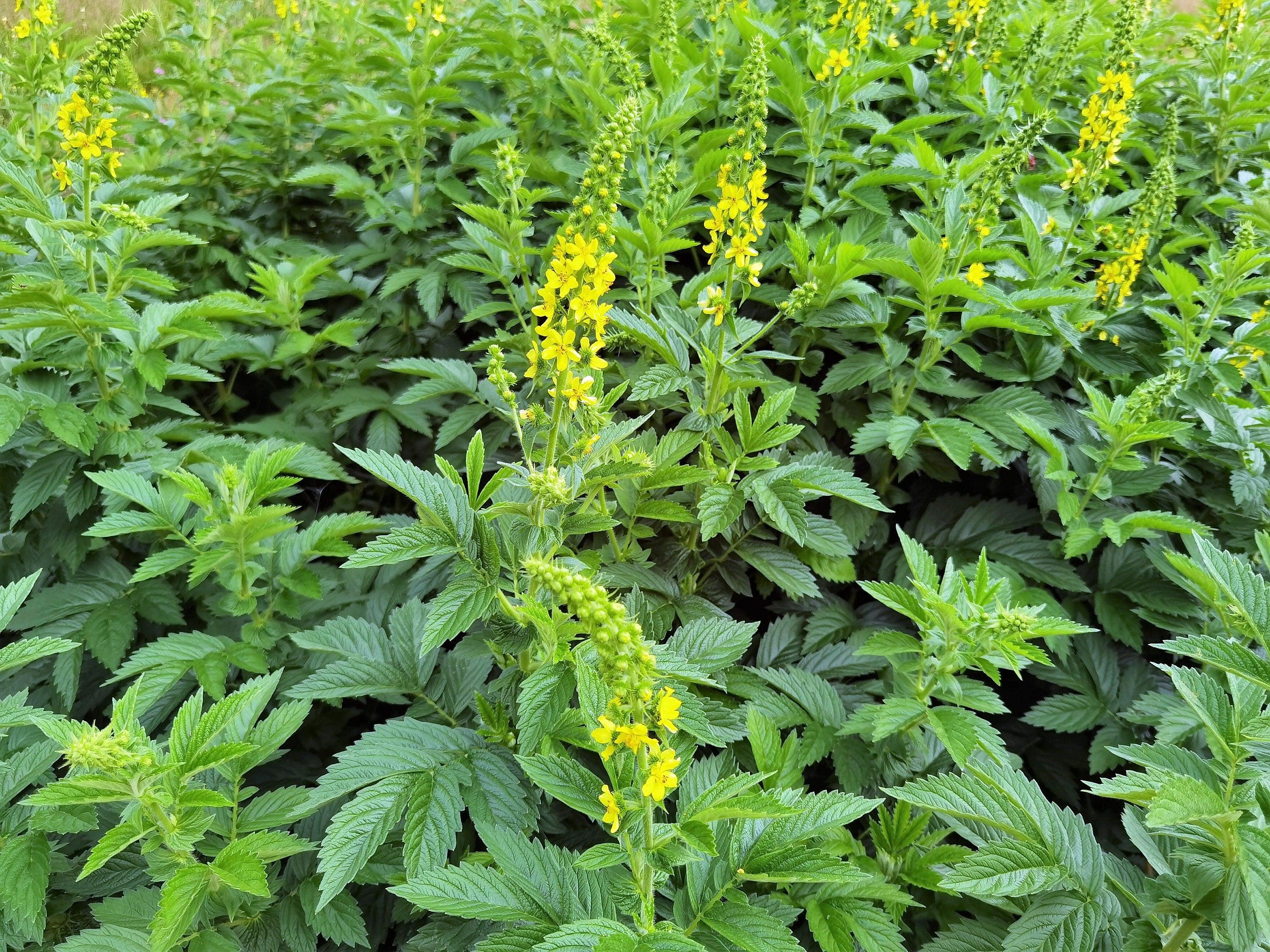 Agrimony seeds sprouting in garden soil