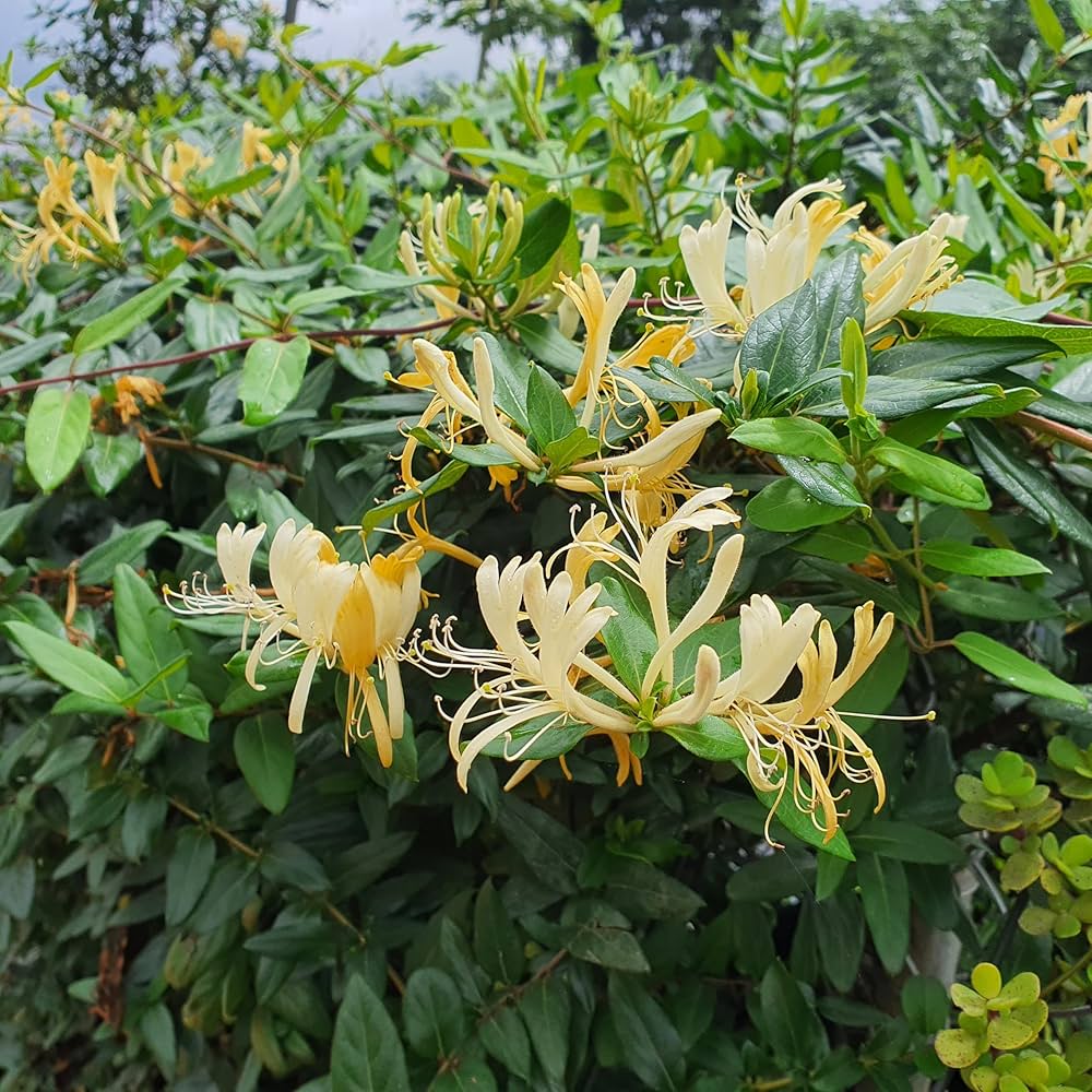 Honeysuckle Lonicera Seeds for Planting - Vibrant Flowering Plant
