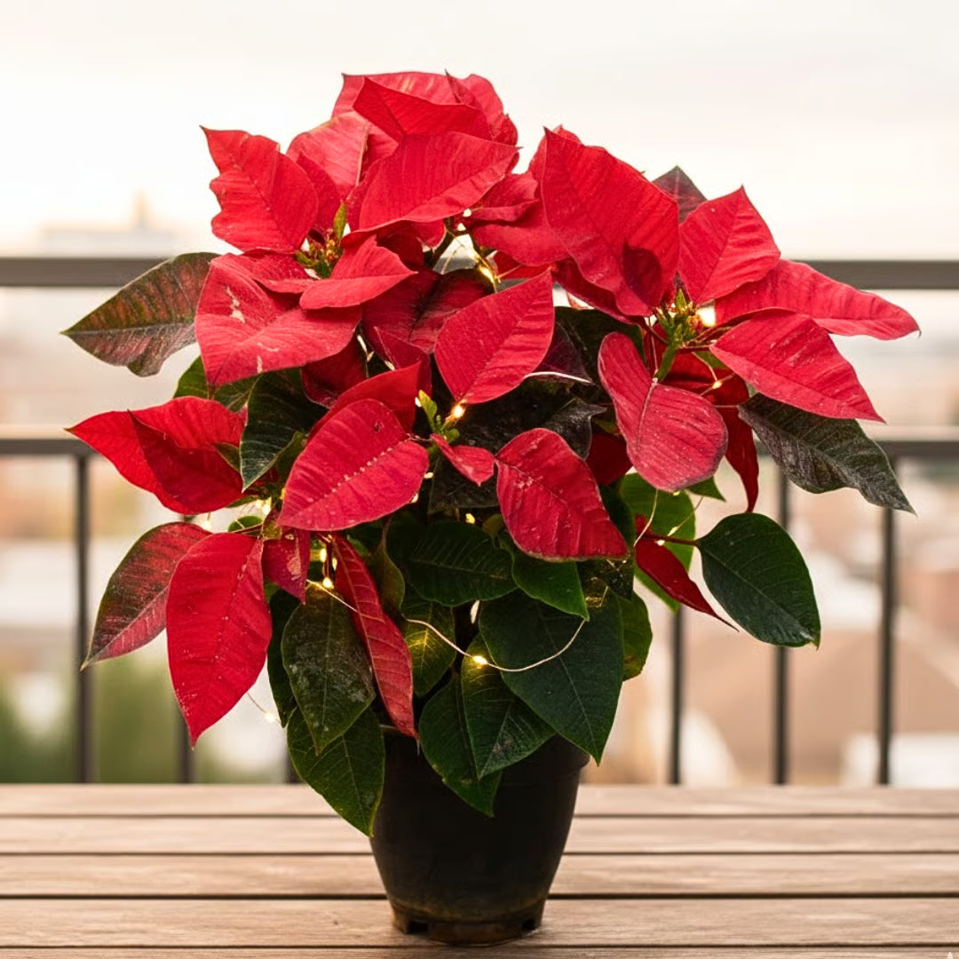 Red Poinsettia Flower Seeds for Planting Hardy Variety Heirloom & GMO Free Seeds for Home Garden
Sale