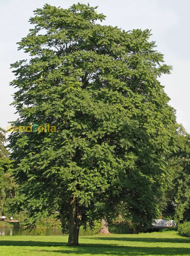 Ailanthus Tree Seeds - Comprehensive Planting Guide For Successful Growth Plant Seeds