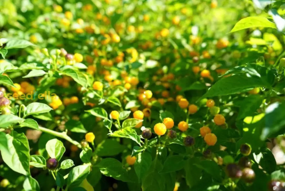 Aji Pepper Seeds Perfect For Spring And Summer Planting