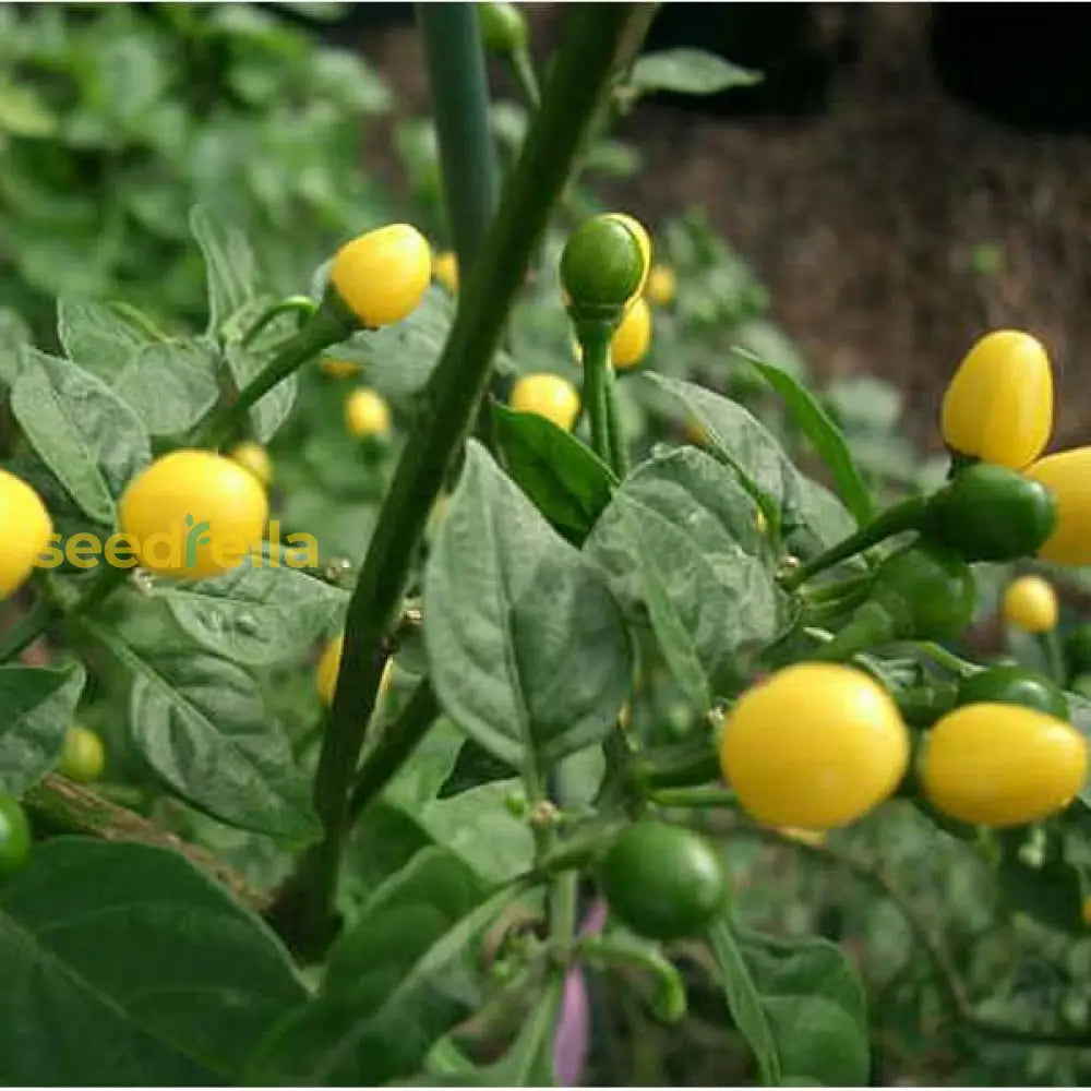 Aji Pepper Seeds Perfect For Spring And Summer Planting