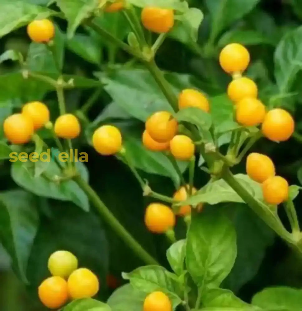 Aji Pepper Seeds Perfect For Spring And Summer Planting