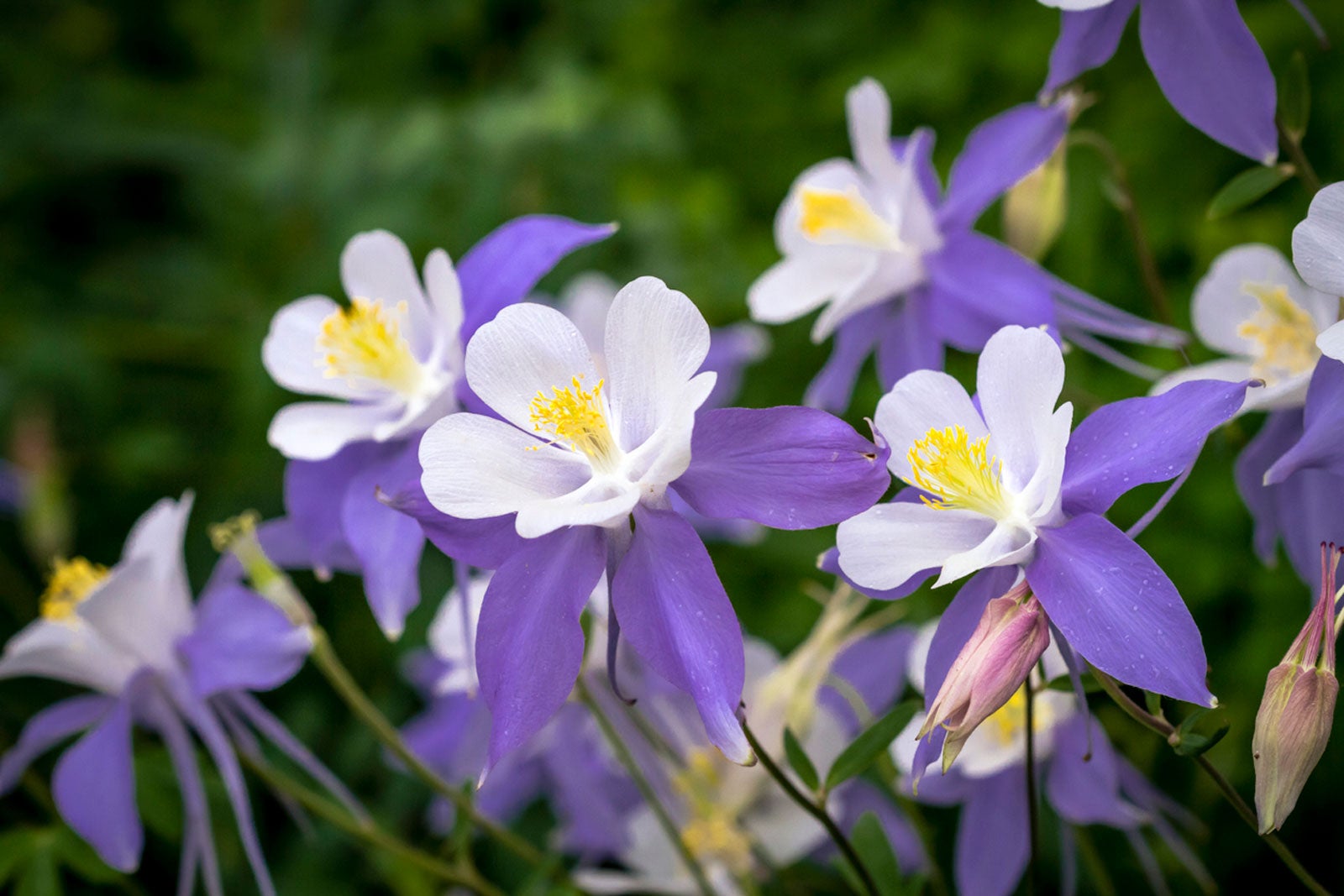Columbine Flower seeds for Planting Drought Tolerant Heirloom & GMO Free Seeds for Home Garden