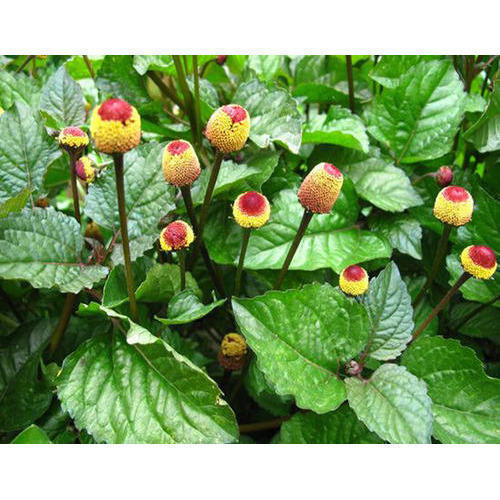 Acmella Oleracea Flower seeds for Planting - Cut Flower Favorite, Heirloom & GMO Free Seeds for Home Garden