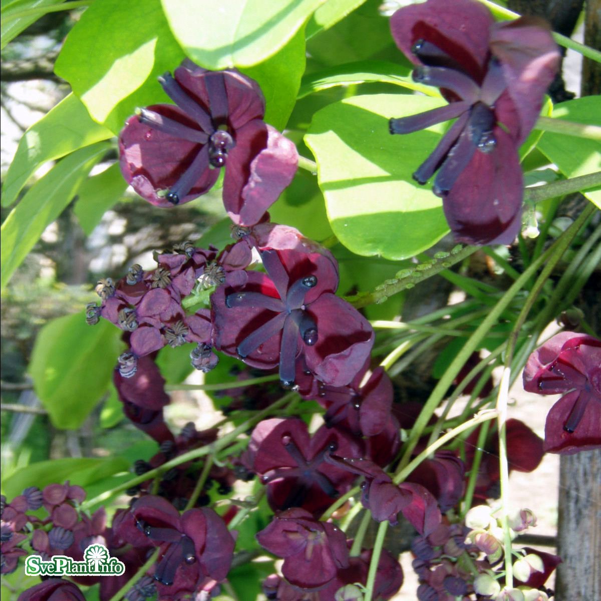 Chocolate Clematis Flower seeds for Planting - Perfect for Borders, Heirloom & GMO Free Seeds for Home Garden