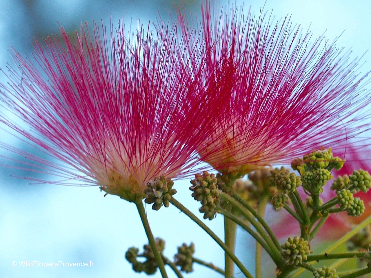 Pink Albizia Flower Seeds for Planting Compact Growth Heirloom & GMO Free Seeds for Home Garden
Sale