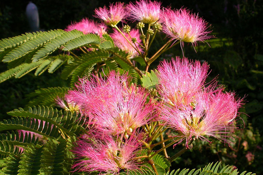 Pink Julibrissin Flower seeds for Planting - Hardy Variety, Heirloom & GMO Free Seeds for Home Garden