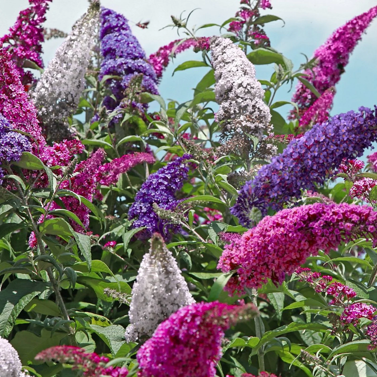 Mixed Butterfly Bush Flower seeds for Planting - Hardy Variety, Heirloom & GMO Free Seeds for Home Garden