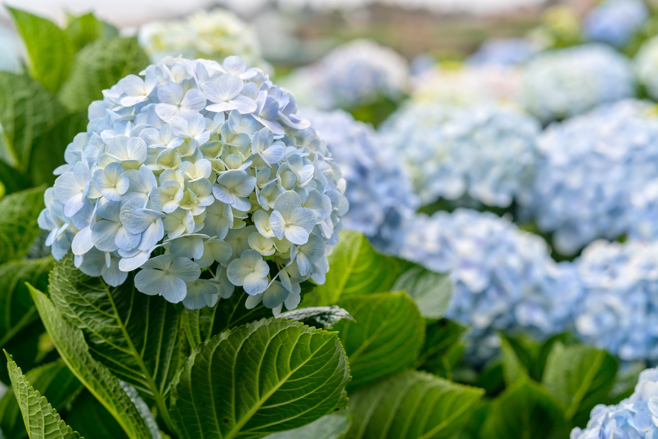 Green Blue Hydrangea Flower seeds for Planting - Sun Loving, Heirloom & GMO Free Seeds for Home Garden