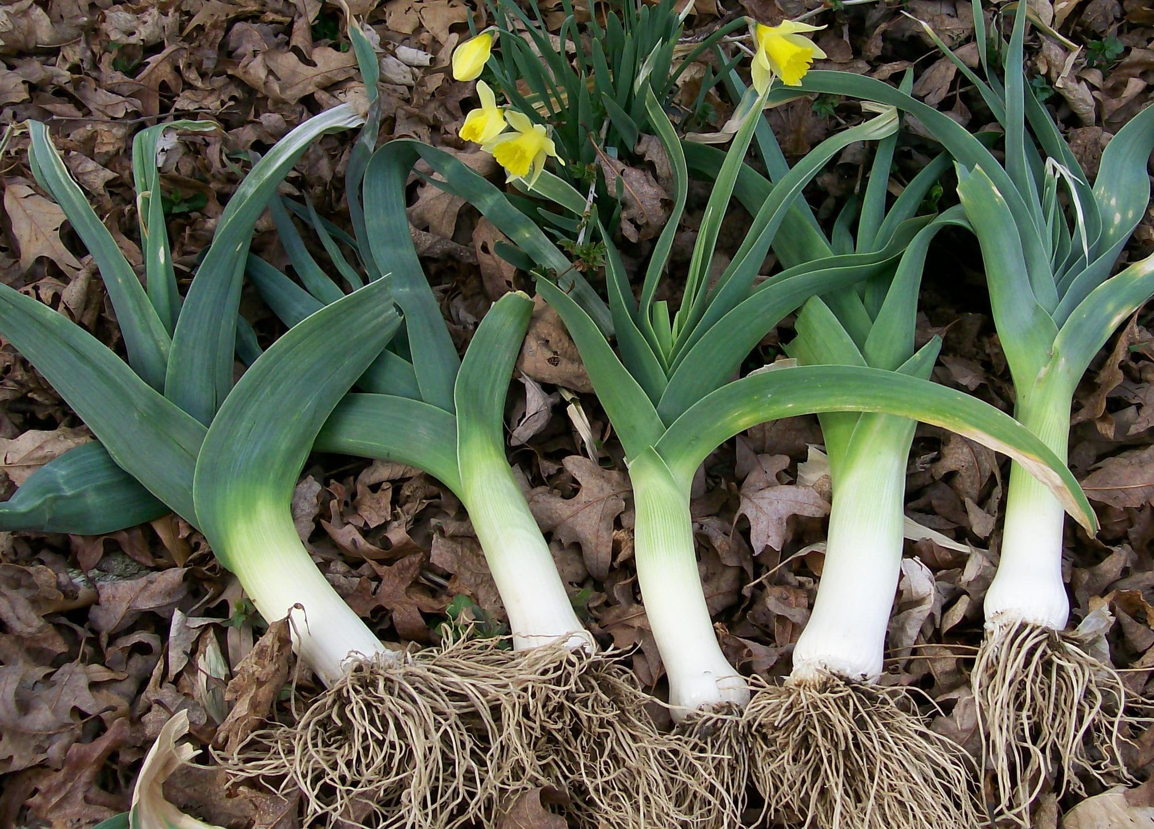 Allium porrum heirloom seeds for planting