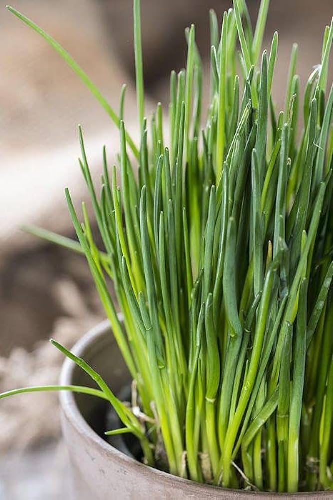 Allium schoenoprasum upright green foliage grown from seeds