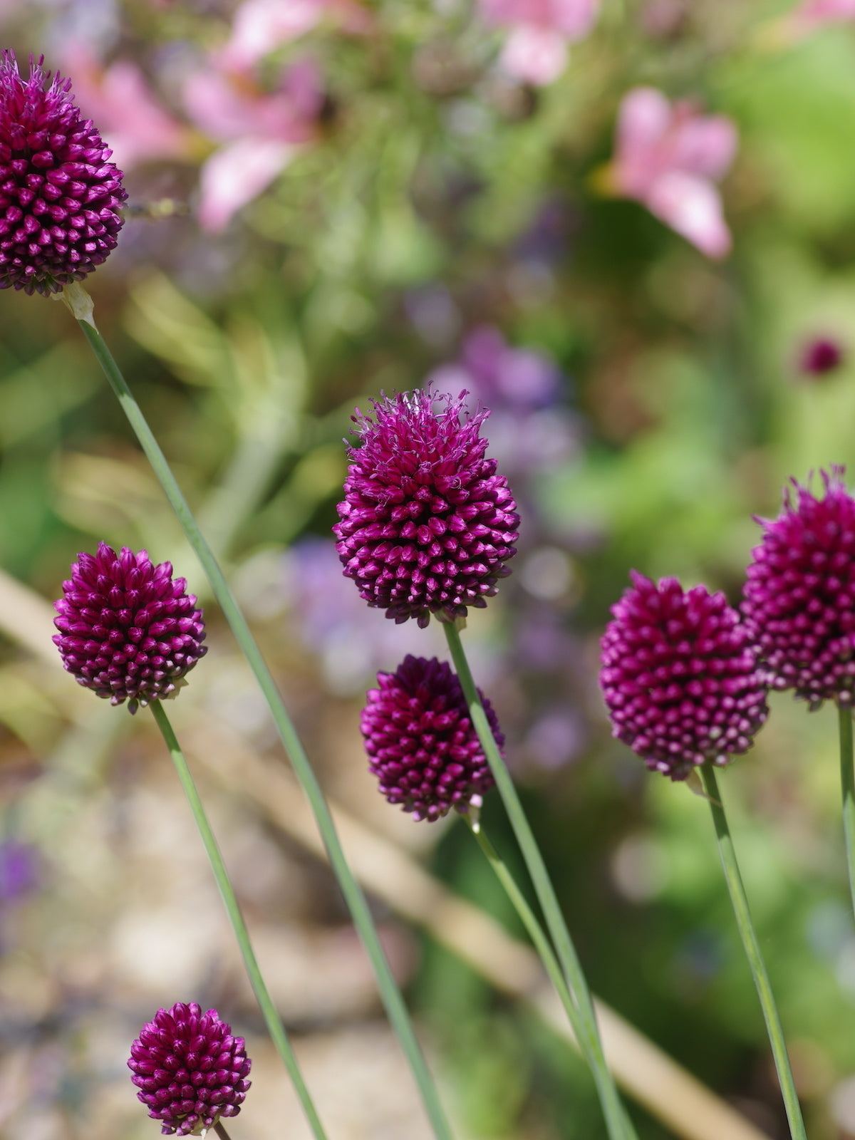 Sphaerocephalon Flower seeds for Planting - Sun Loving, Heirloom & GMO Free Seeds for Home Garden