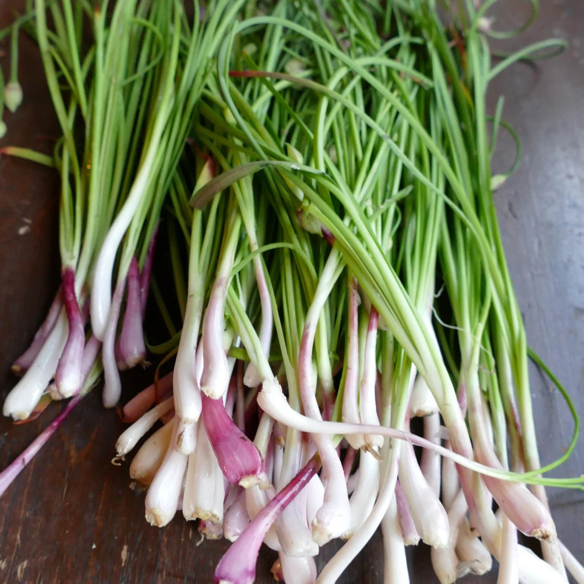 Nodding Onion Seeds for Planting Allium cernuum for edible gardens and wildflower borders