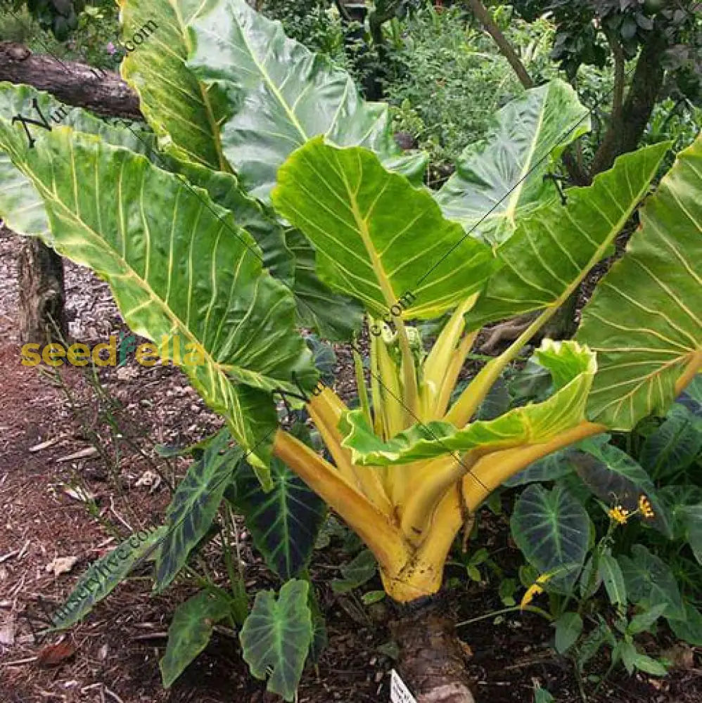 Alocasia Macrorrhiza Planting Seeds - Premium Quality For Thriving Growth Plant Seeds