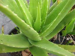 Light Green Aloe Cameron Seeds Germinating in Soil