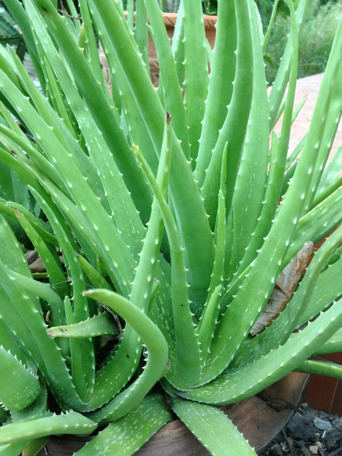 Green Aloe Vera for Planting Garden Favorite Heirloom & GMO Free Seeds for Home Garden
Sale