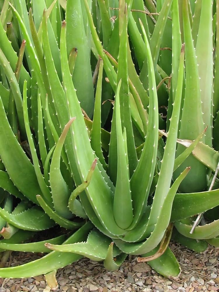 Non-GMO edible Aloe Vera seeds for home gardening