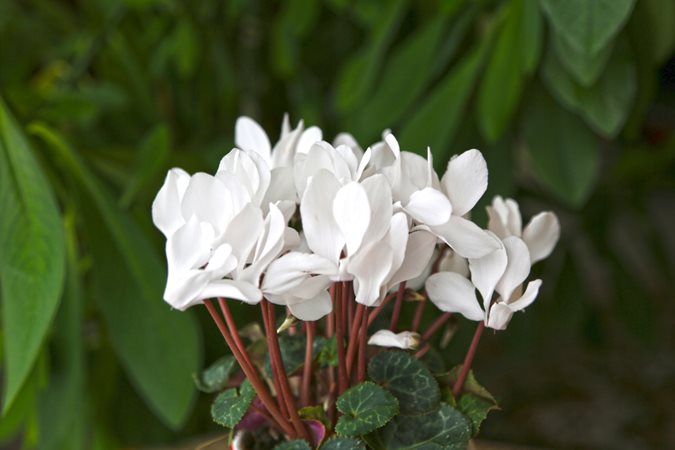 White Cyclamen Flower seeds for Planting - Drought Tolerant, Heirloom & GMO Free Seeds for Home Garden