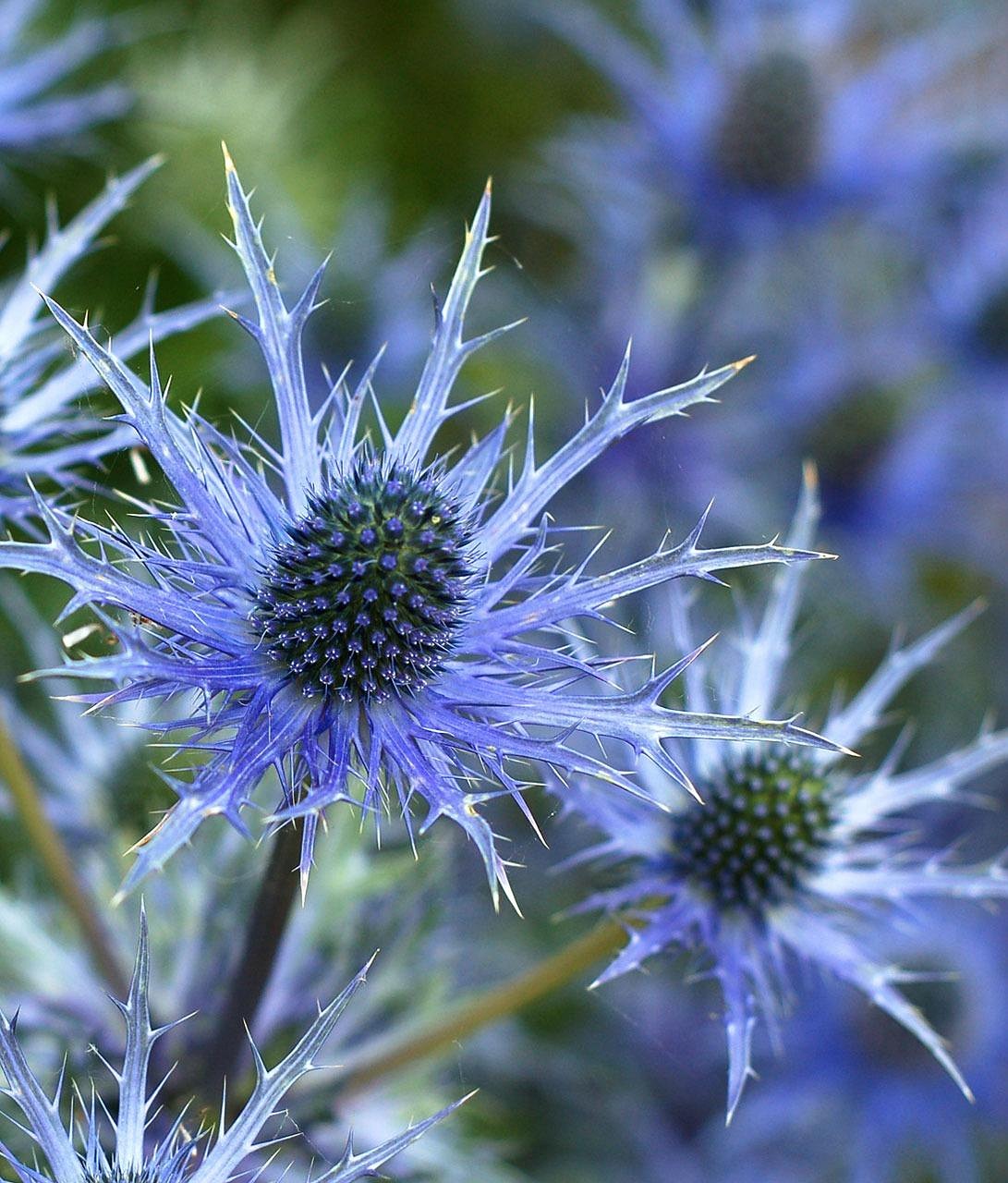 Blue Eryngium Flower seeds for Planting - Perfect for Borders, Heirloom & GMO Free Seeds for Home Garden