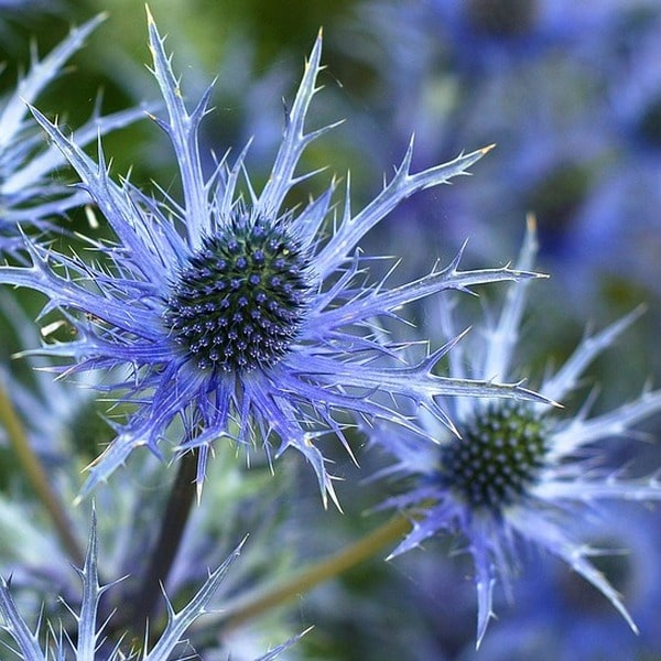 Blue Sea Holly Flower seeds for Planting - Seasonal Bloomer, Heirloom & GMO Free Seeds for Home Garden Sale