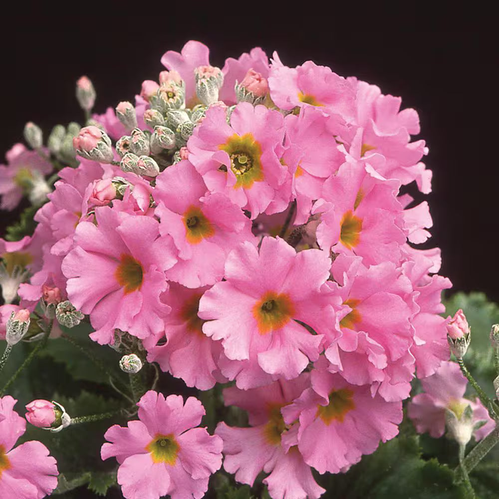 Pink Primula Malacoides Flower seeds for Planting - Premium Quality, Heirloom & GMO Free Seeds for Home Garden