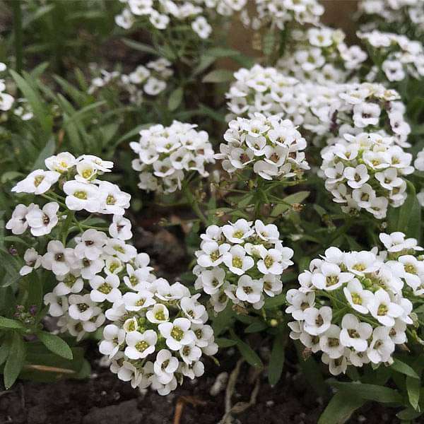 Alyssum Lobularia Flower seeds for Planting - Low Maintenance, Heirloom & GMO Free Seeds for Home Garden