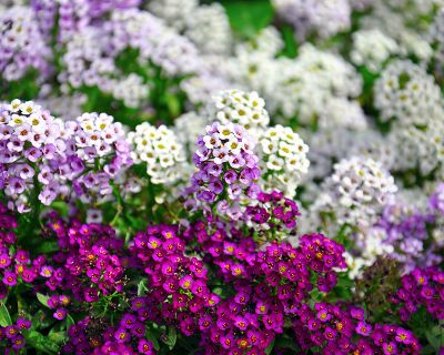 Lobularia Maritima Flower seeds for Planting - Pollinator Friendly, Heirloom & GMO Free Seeds for Home Garden