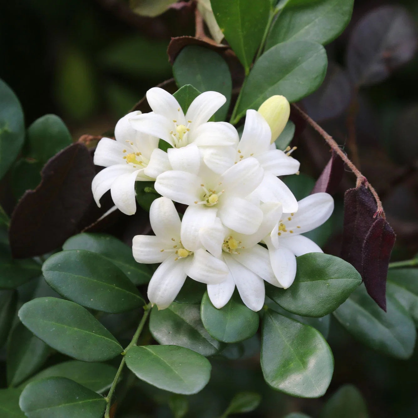 White Murraya Paniculata Flower seeds for Planting - Long Bloom Season, Heirloom & GMO Free Seeds for Home Garden