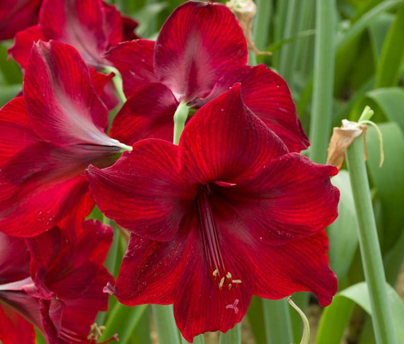 Deep Red Amaryllis Flower Seed for Plantings for Planting Premium Quality Heirloom & GMO Free Seed for Plantings for Pla