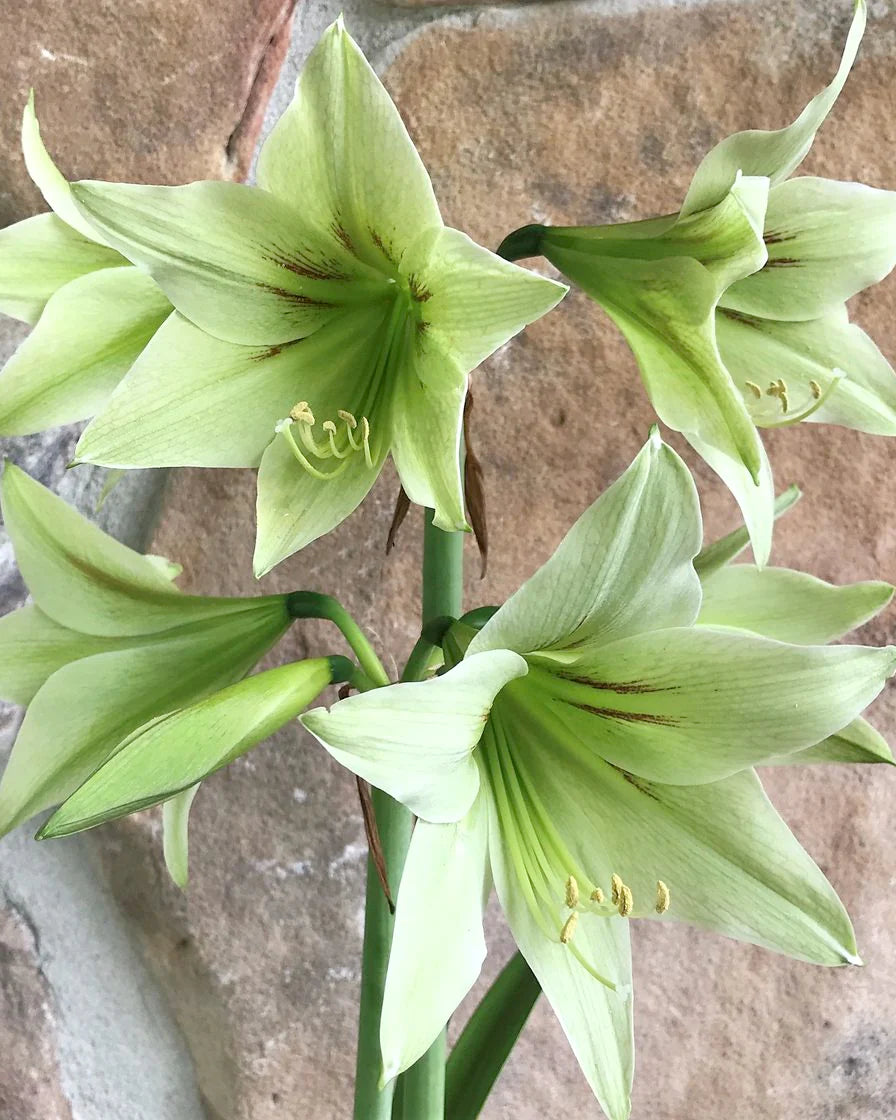 Green Amaryllis Flower Seeds for Planting Perfect for Borders Heirloom & GMO Free Seeds for Home Garden
Sale