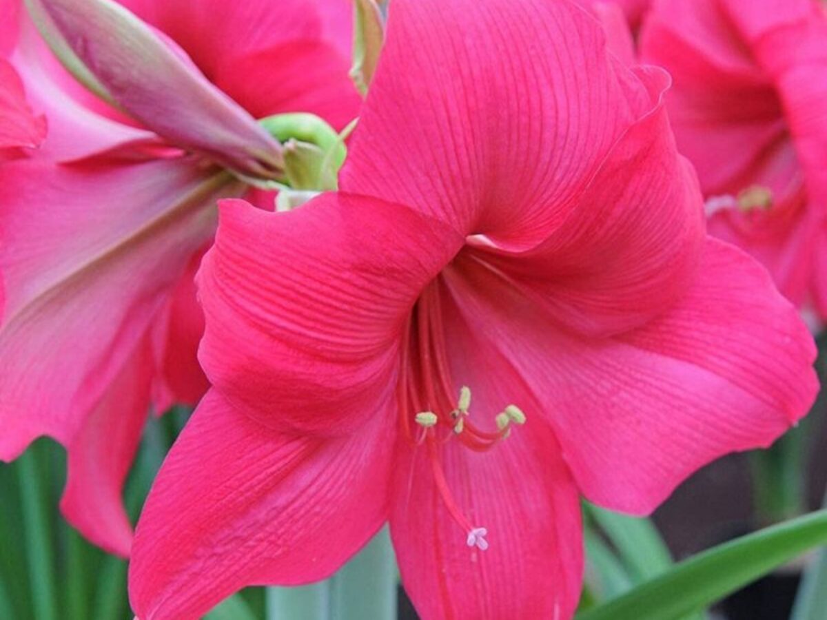 Pink Amaryllis Barbados Flower Seeds for Planting Drought Tolerant Heirloom & GMO Free Seeds for Home Garden
Sale