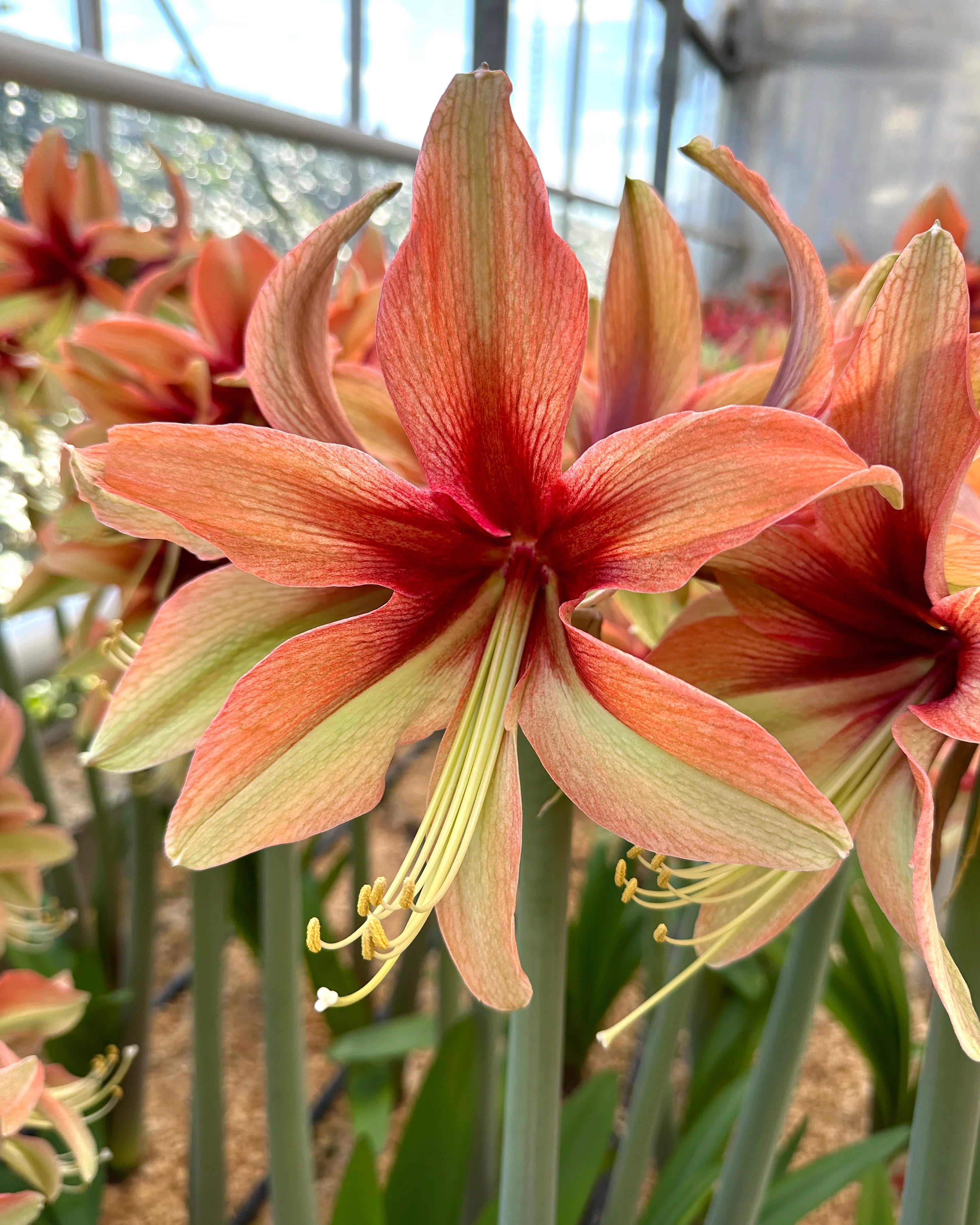 Orange-Green Hippeastrum Flower seeds for Planting - Cottage Garden Essential, Heirloom & GMO Free Seeds for Home Garden